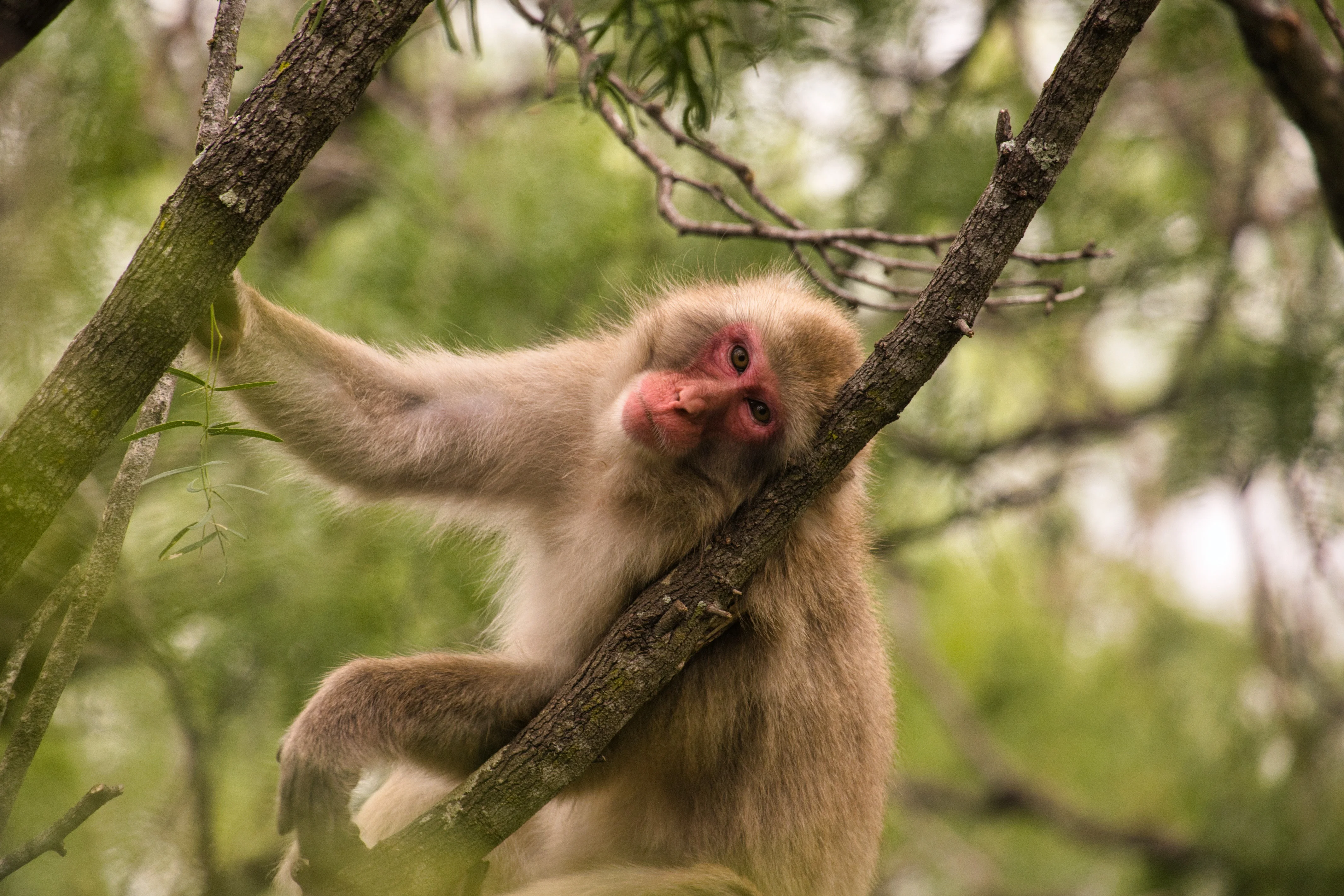 Will a macaque eat a grape sitting on a pile of poo? A study on germophobia