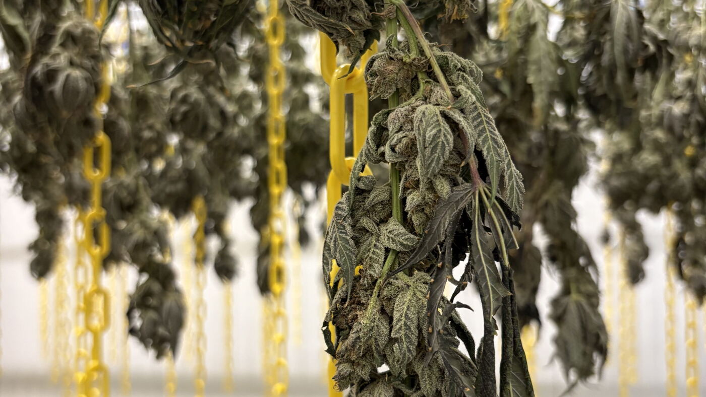 Lavendel, Zitrusfrüchte und Süßigkeiten: Das charakteristische Aroma von ...