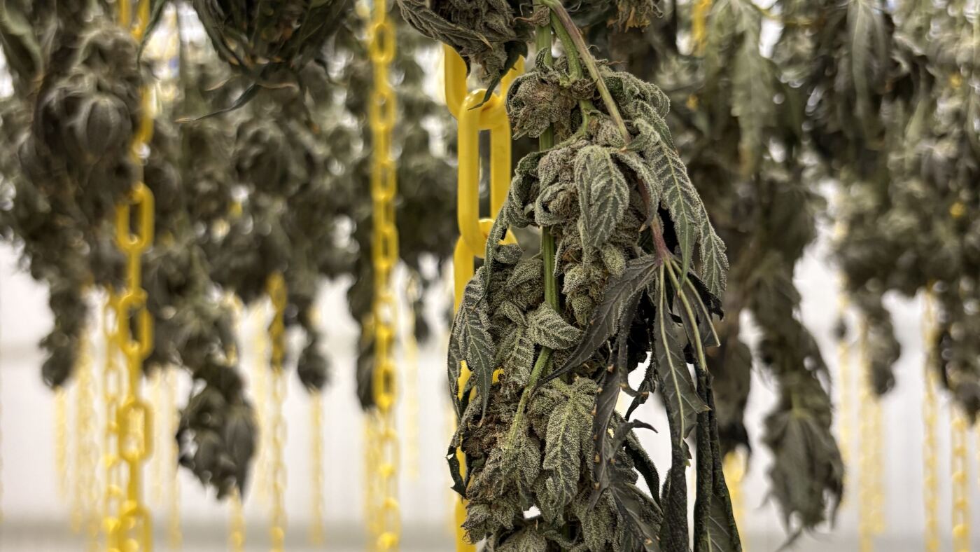 Lavender, citrus and candy: Weed's signature aroma changes with the times