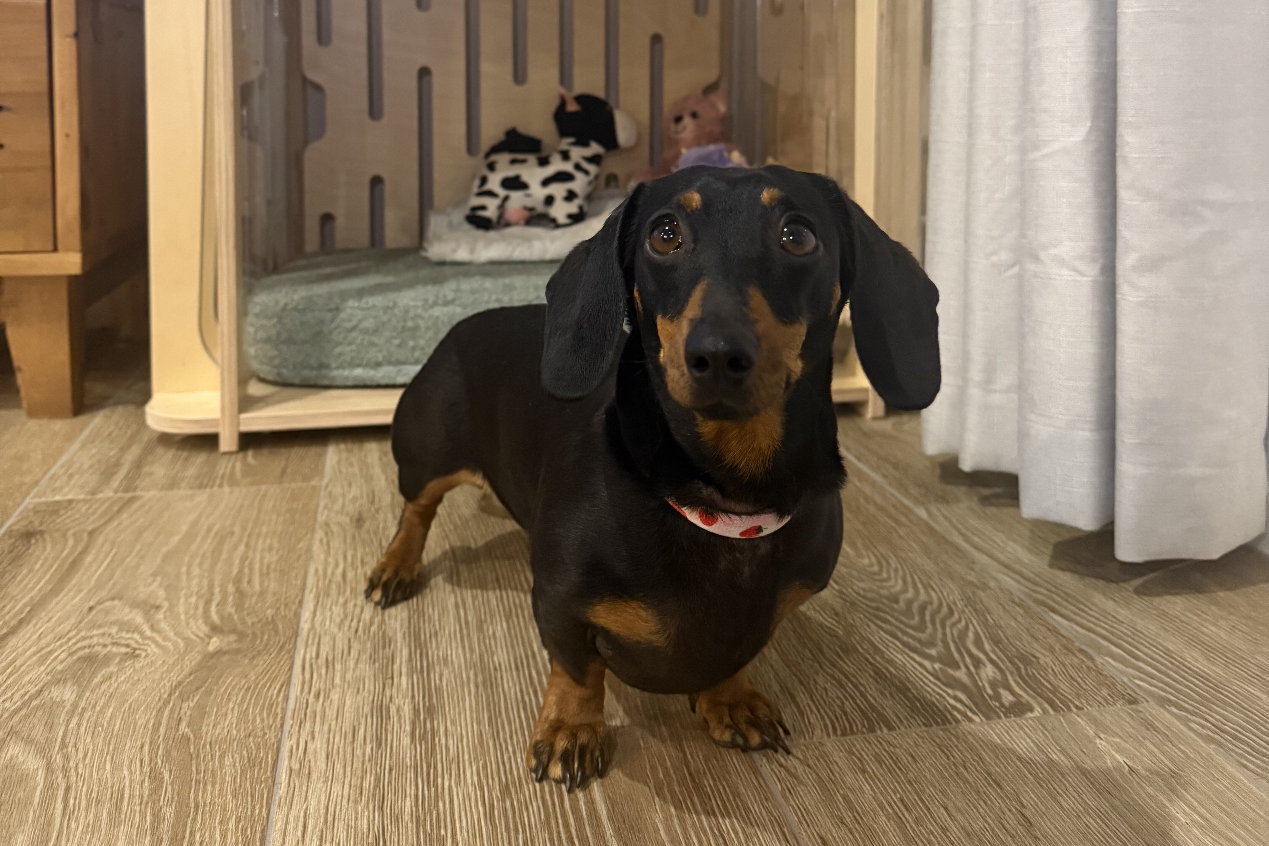 Valerie the mini dachshund, at home in mid-May.