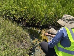 Beryl Rappaport takes a sample from a tributary of Hot Springs Creek in Lassen Volcanic National Park in northern California.