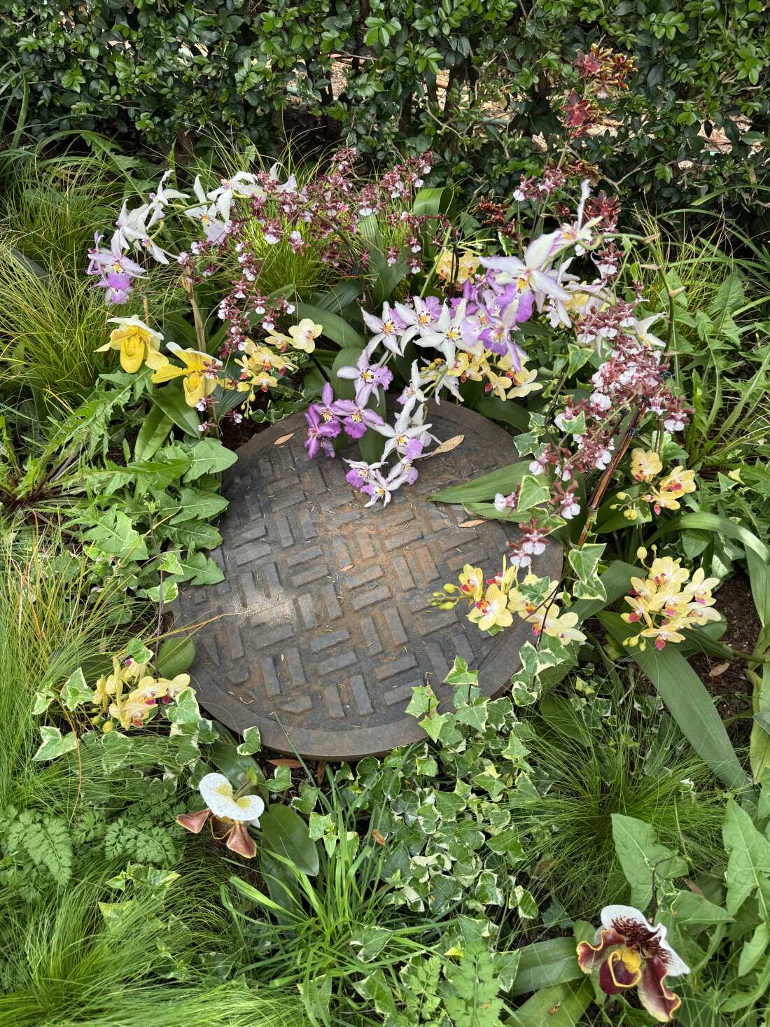 This manhole cover is surrounded by many different kinds of orchids.