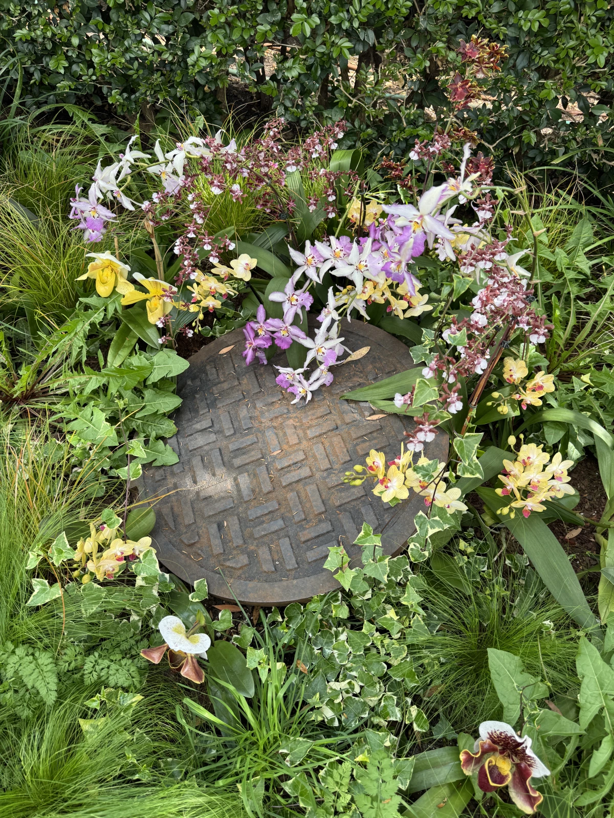 This manhole cover is surrounded by many different kinds of orchids.
