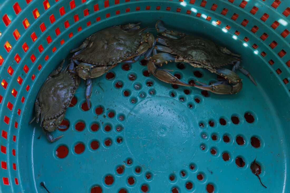 Bill Scerbo, a commercial crabber, works a morning shift on Saturday, June 14, 2025, in Shady Side .