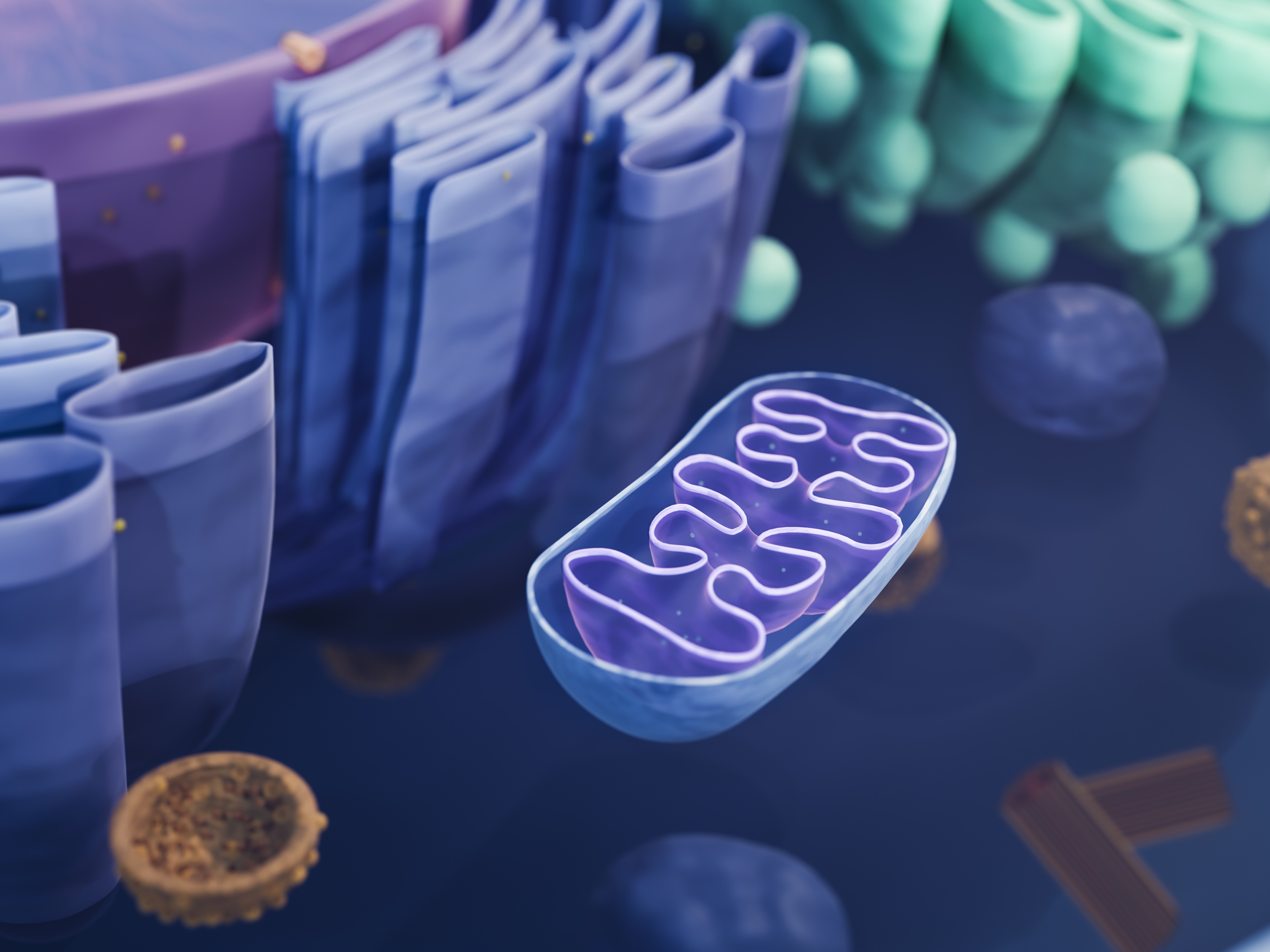 Mitochondria, like the one seen in cutaway view, are the powerhouses inside cells.