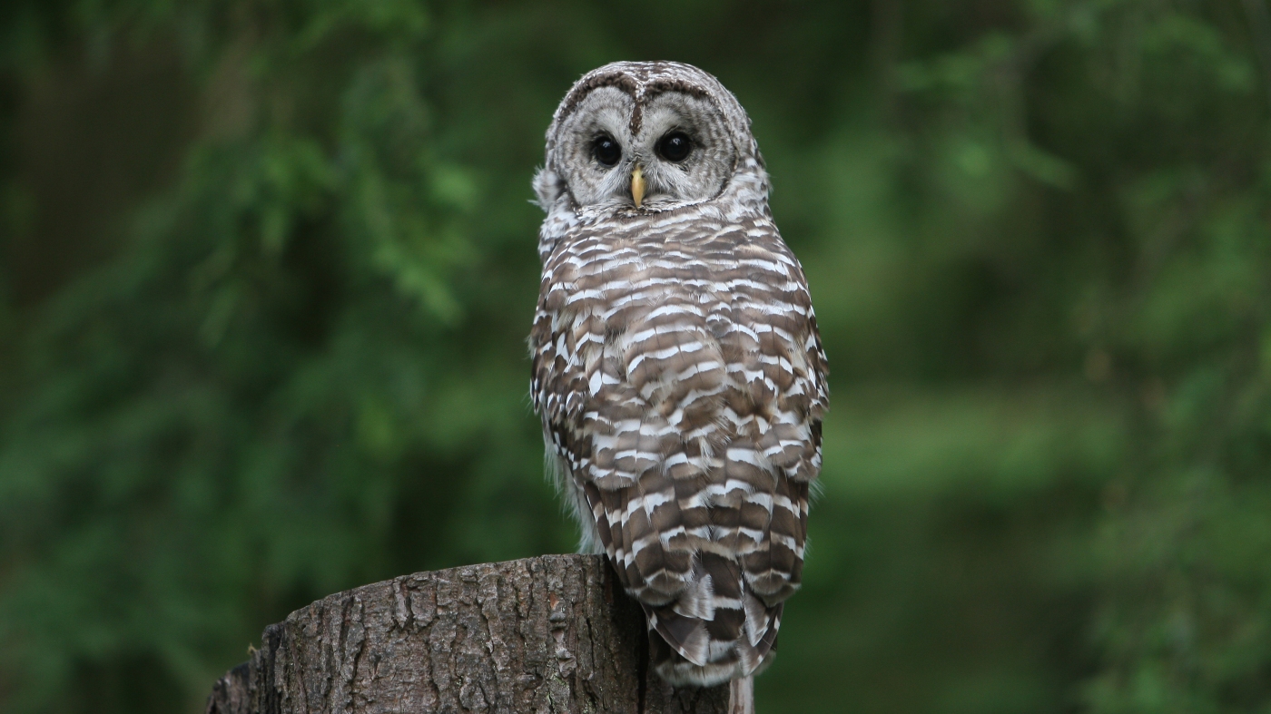 Destroying endangered species' habitat wouldn't count as 'harm' under proposed Trump rule