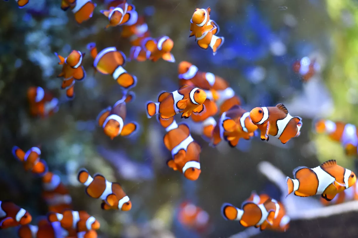 Clownfish swim at the Ocearium in Le Croisic, western France, on December 6, 2016.