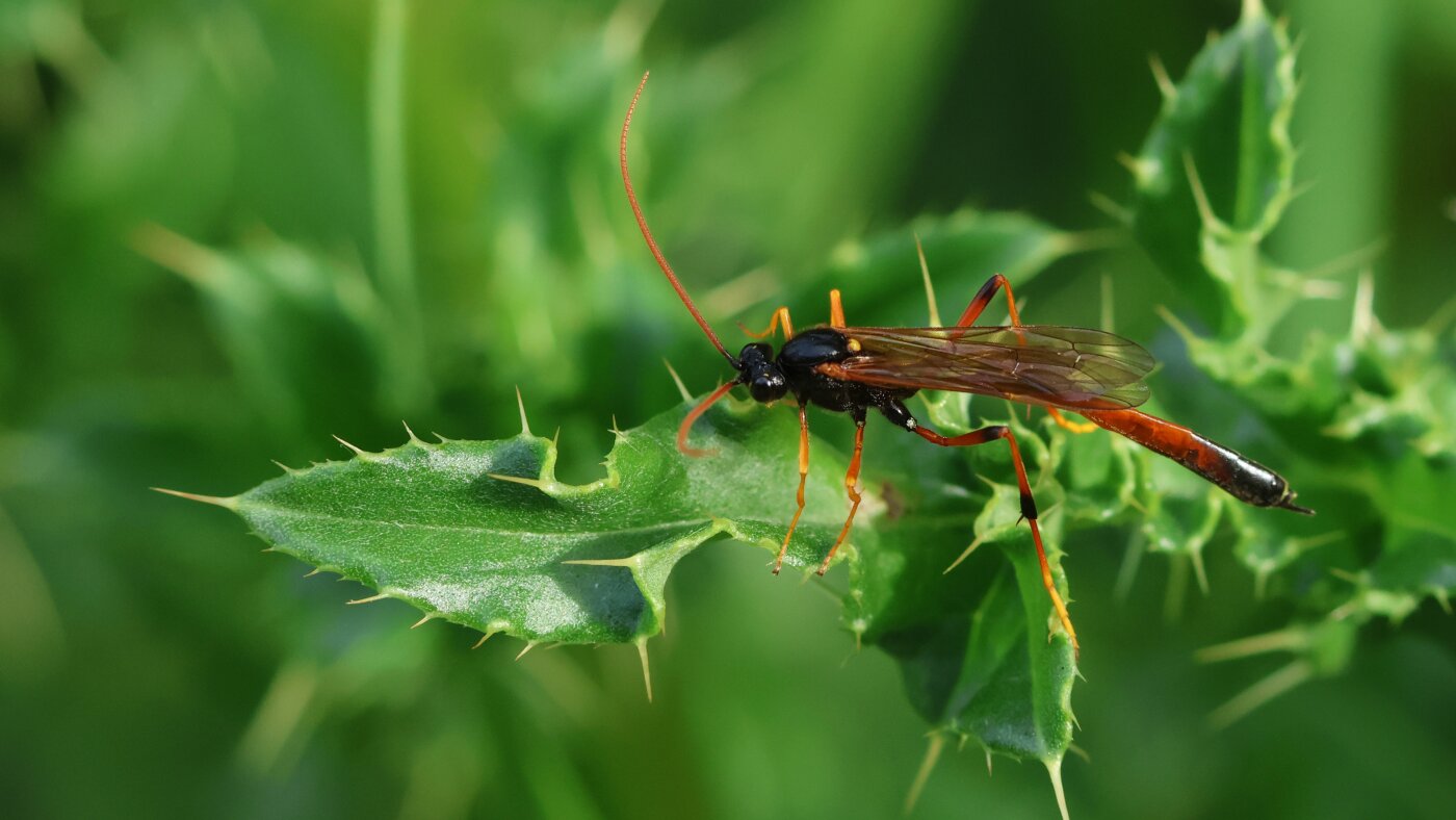 Plot twist: We're probably way undercounting insects on Earth