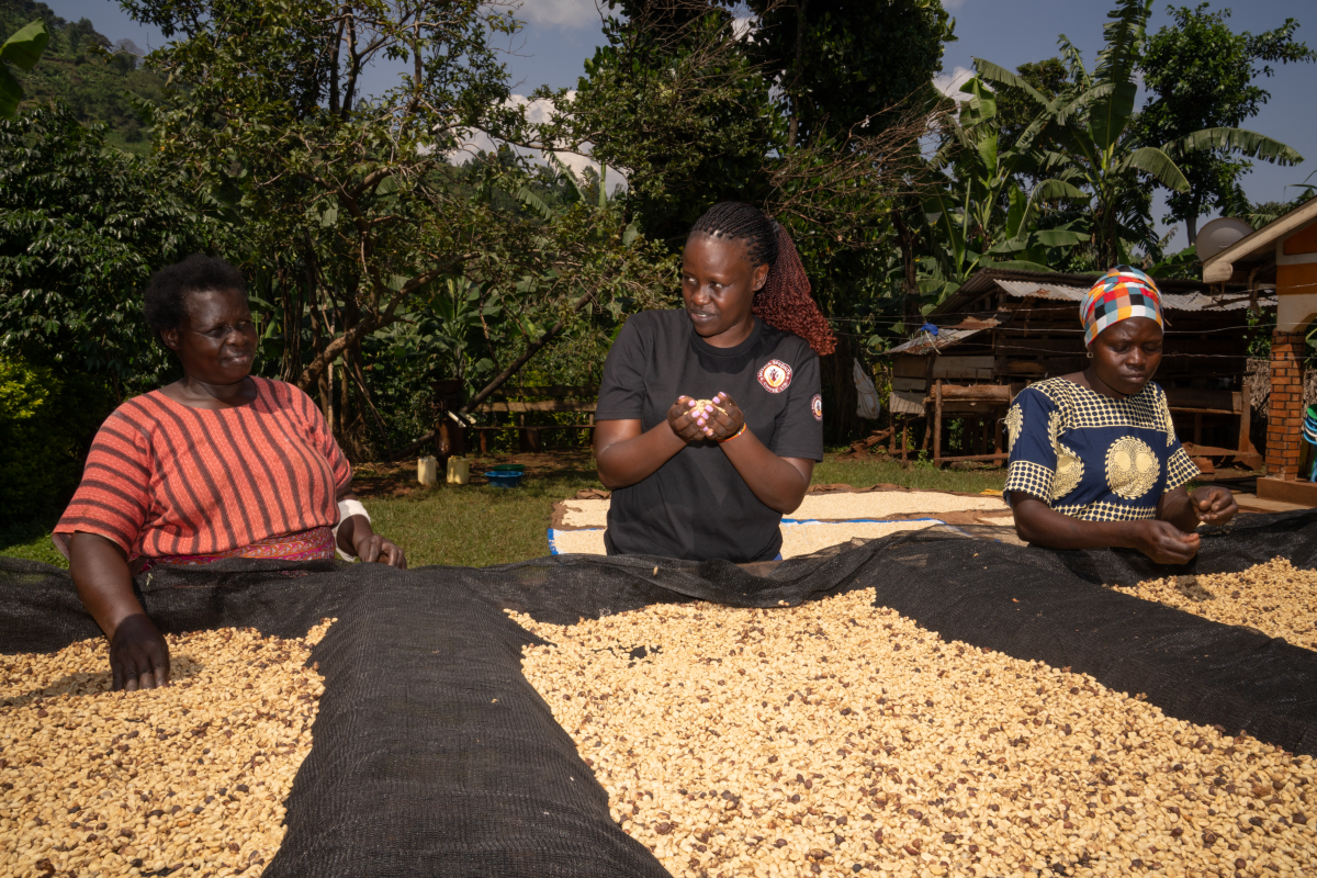 Mary Nagisi (from left), Meridah Nandudu and Linet Gimono examine coffee beans drying outside Nagisi's home in Bugibulungu village in eastern Uganda. Nagisi and Gimono are among hundreds of women coffee farmers who are now earning money by selling their beans to Nandudu.