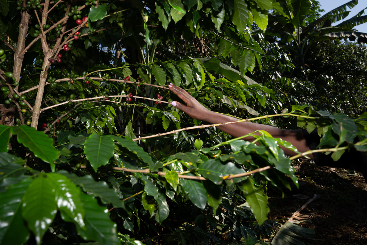 Nandudu, pointing out some ripe coffee on the branches of a tree, learned how to care for the crops and increase yields through a program funded by the Netherlands that offered free business training to young entrepreneurs working in agriculture in Uganda.