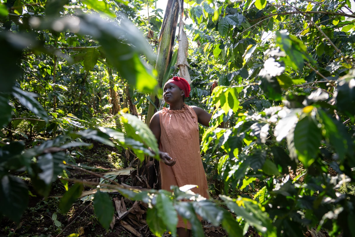 Juliet Kwaga, who was one of the first farmers to sell to Nandudu, harvests coffee on her farm in Bugibulungu.