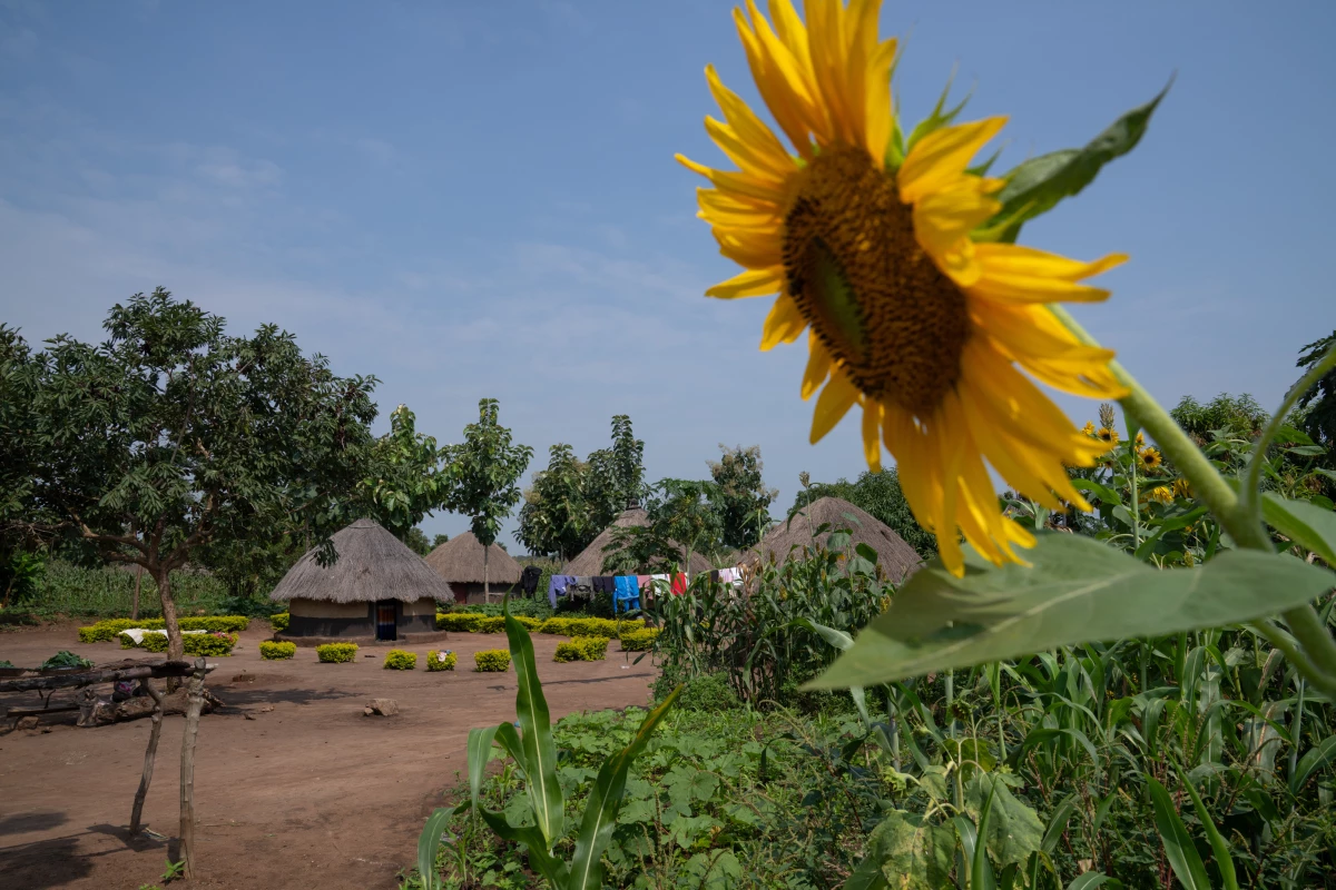 A view of the home of Michael Obwoya, 49, who was set to participate in the AVSI program along with some 3,500 Ugandan households. The arrival of tens of thousands of refugees in the area has been a strain for locals as they share limited land, water and firewood resources.
