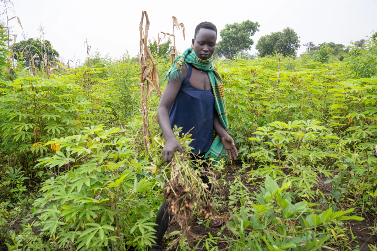 Irene Atoo harvests peanuts and literally gets paid in peanuts that she brings home to feed her family. Atoo has two daughters and is also caring for her younger sister and niece. She was one of the nearly 3,500 Ugandan locals who were set to participate in a program run by the charity AVSI to 'graduate' people from poverty before funding was terminated by the Trump administration.