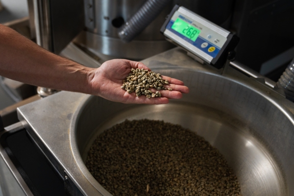This photo shows the extended hand of Jeff Yerxa, which is holding greenish-colored coffee beans before they get roasted. His hand with open palm is above a metal vessel that is holding many more unroasted coffee beans.