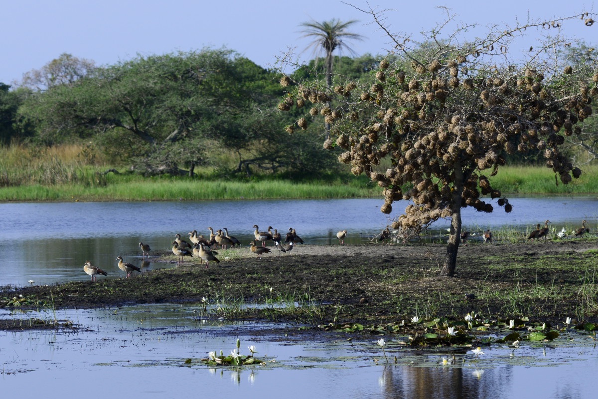 Wildlife in Orango National Park on the Bijagós Archipelago.