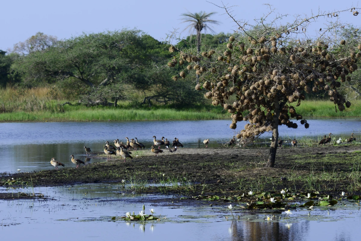 Wildlife in Orango National Park on the Bijagós Archipelago.