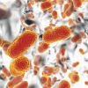A computer illustration of the multi-drug resistant Acinetobacter baumannii bacteria — one of the pathogens that has gained power as a result of overuse of antibiotics during the pandemic.