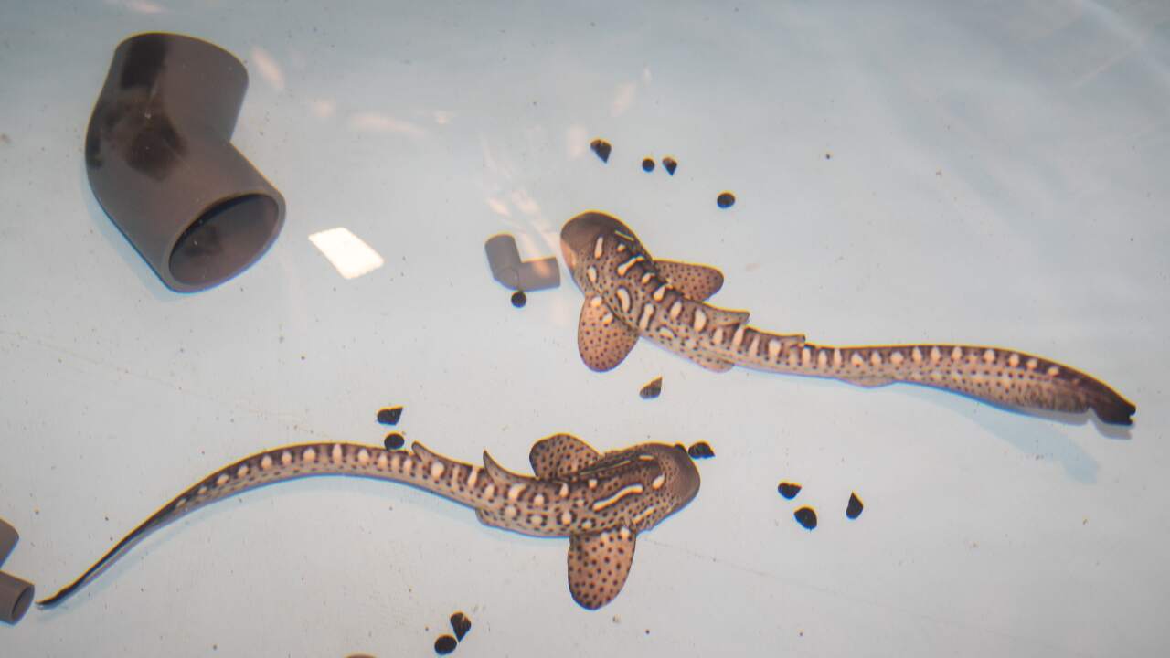 A cooler of eggs and a bold plan to save leopard sharks podcast