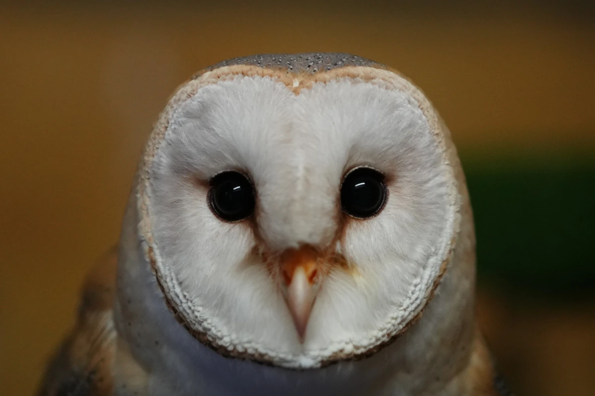 A barn owl at the Attica Zoological Park near Athens, Jan. 21, 2025.