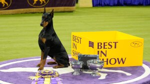 Penny, a Doberman pinscher, which is a large black dog with brown spots on her feet, chest and nose, sits on a purple carpet next to a large purple and yellow ribbon, two large silver bowls and a yellow box that says "best in show." 