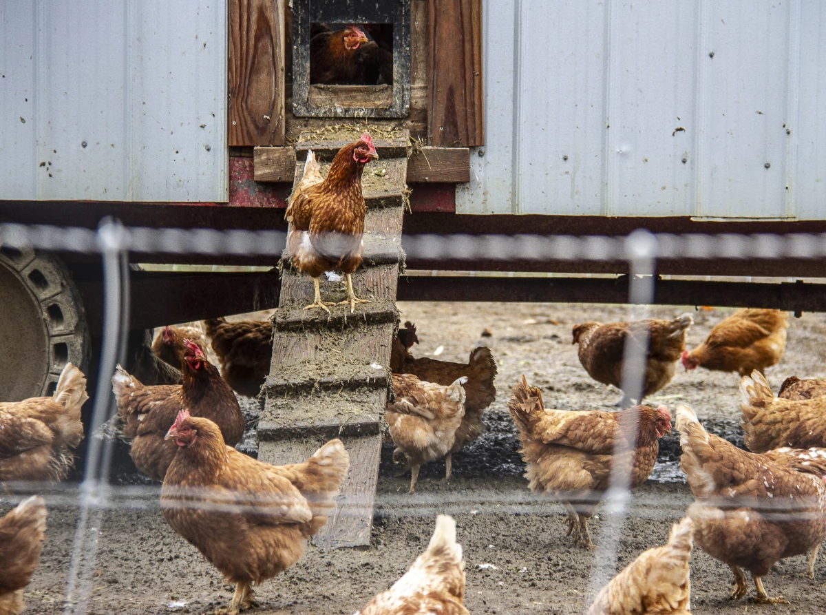 Chickens at Deep Roots Farm in Upper Marlboro, Md. produce eggs that are sold.