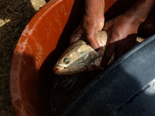 African bonytongue fish, also called heterotis, can eat a lot of snails in a day.