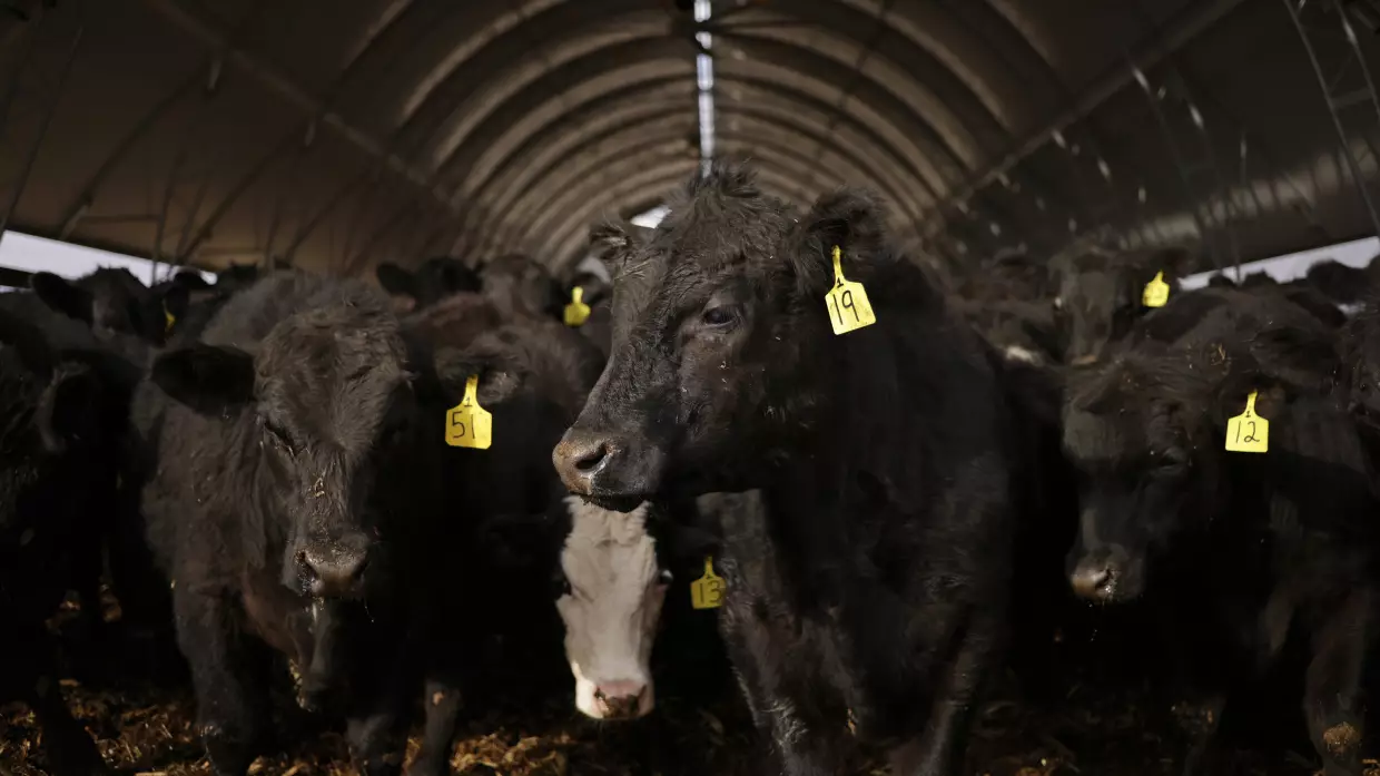Why the U.S. cattle herd is at a 75-year low — and what it means for beef prices