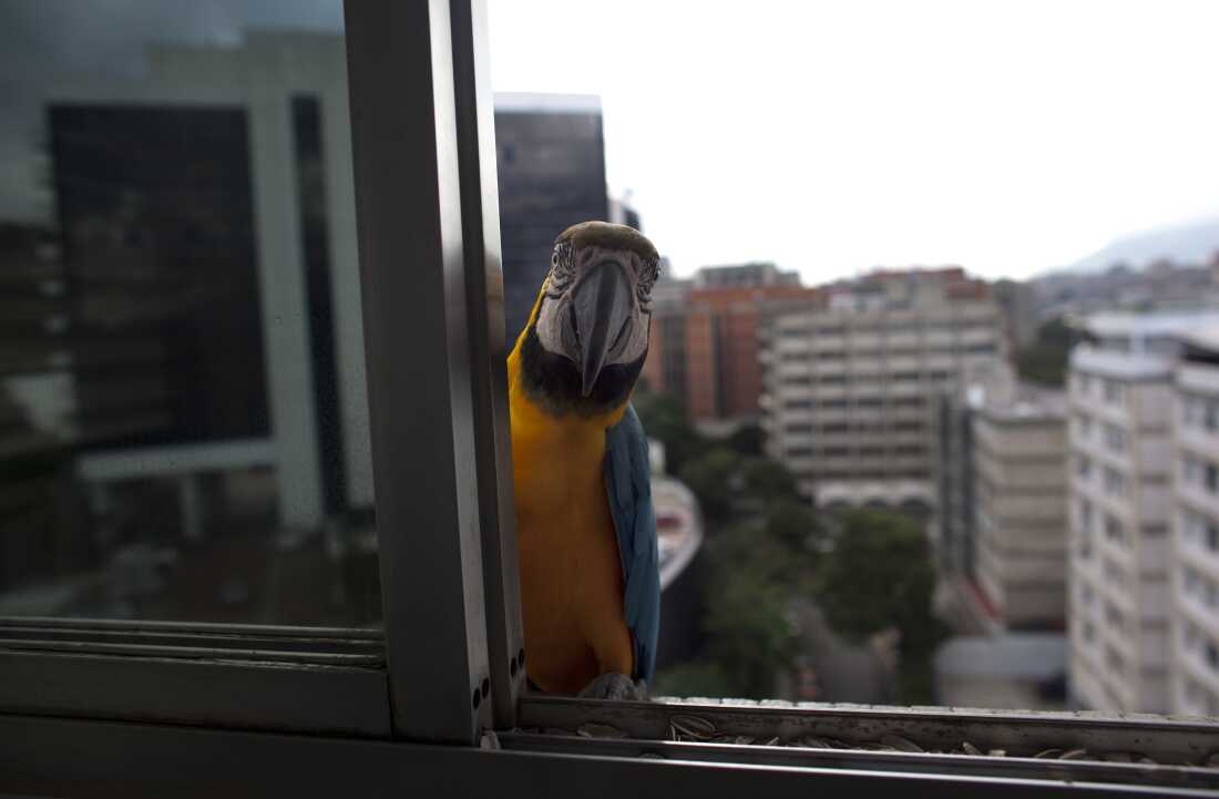 A macaw peers through a window of an apartment waiting to be fed, in Caracas, Venezuela. They are a common site sitting on the ledges of high-rise buildings or perched on antennas. While solid figures don't exist, the population of macaws in Caracas is estimated to be several hundred.