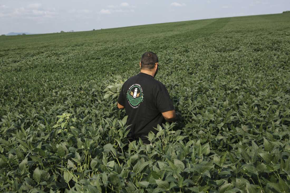 Ian Stamy, 38, walks into a field filled with the green leaves of crops, in Mechanicsburg, Pa., on August 12, 2026. He walks with his back to the camera, and the crops come up to his waist.