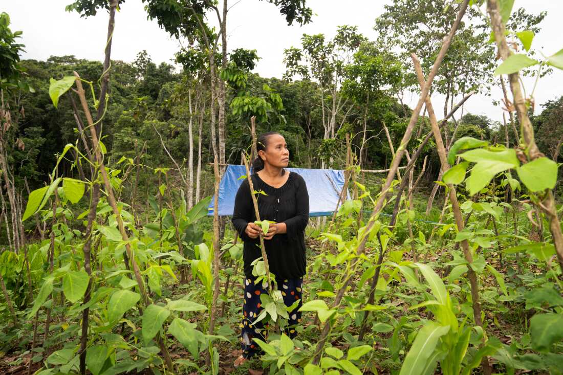 سيامسيا، 51 عاما، يقف بين المحاصيل الطويلة التي تنمو في قرية سيباكو لاما. ترتفع خلفها أشجار خضراء طويلة.