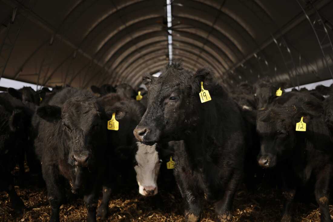 Cows stand in a feed barn at Hallstead Farms in Lexington, Kentucky, in February.