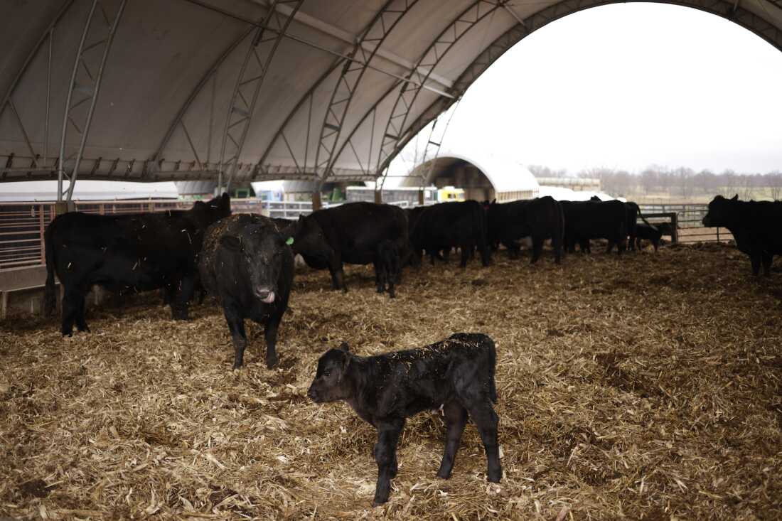 Dark-colored cows, as well as a calf, mill around, standing on hay, under the large arched canopy of a feed barn.