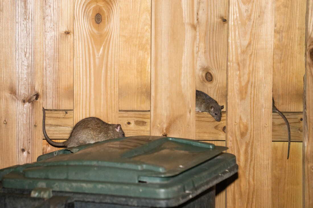 Rats hang out around a group of trash cans, sometimes hiding in a fence, in the Park View neighborhood of Washington D.C..