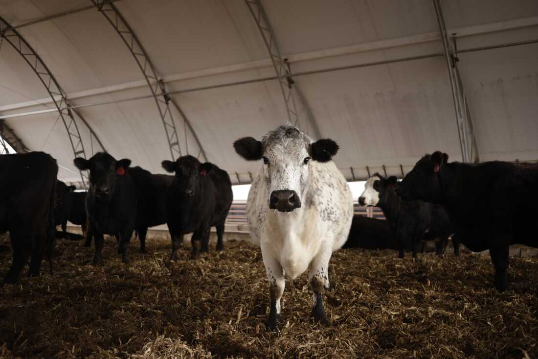 A white cow with black spots stands next to black cows in a feed barn.