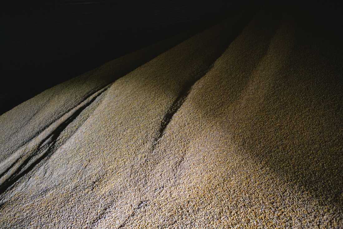A large heap of yellow and white corn is piled in a grain silo at Stamy Farms.