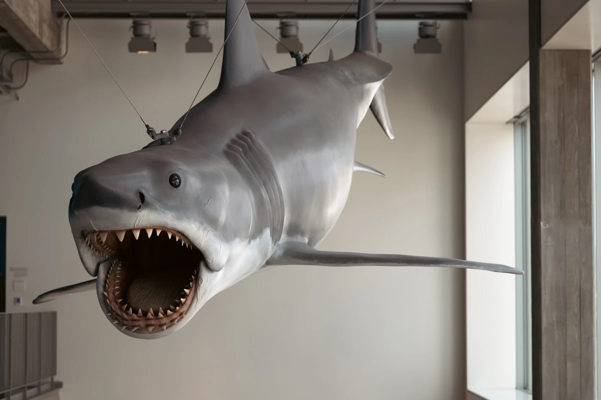 The only remaining shark made from the original mold for Jaws is on display at a new exhibit at the Academy Museum of Motion Pictures in Los Angeles. NPR's Cory Turner helped locate the shark in a junkyard 15 years ago.