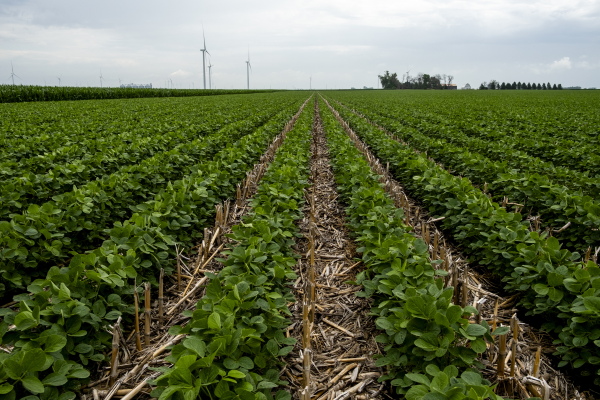 Soybeans grow on Matthew Bormann’s farm near Bode, Iowa. Zack Smith, Bormann, and James Hepp, known as the Lobe Rangers, advocate for farming practices — including strip till farming, evidenced here by the partial corn stalks left over from the previous year’s field — that reduce nutrient runoff, which can improve soil and water quality.