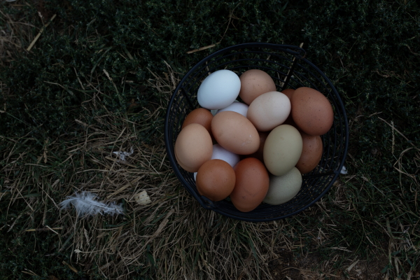 A basket of eggs varying in color from white to shades of brown sits on a hay bale. 