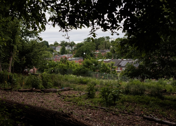 Thursday, May 21, 2026 — An Urban Forest Regeneration Research Plot behind the Stillmeadow Community Fellowship Church in Baltimore, MD.