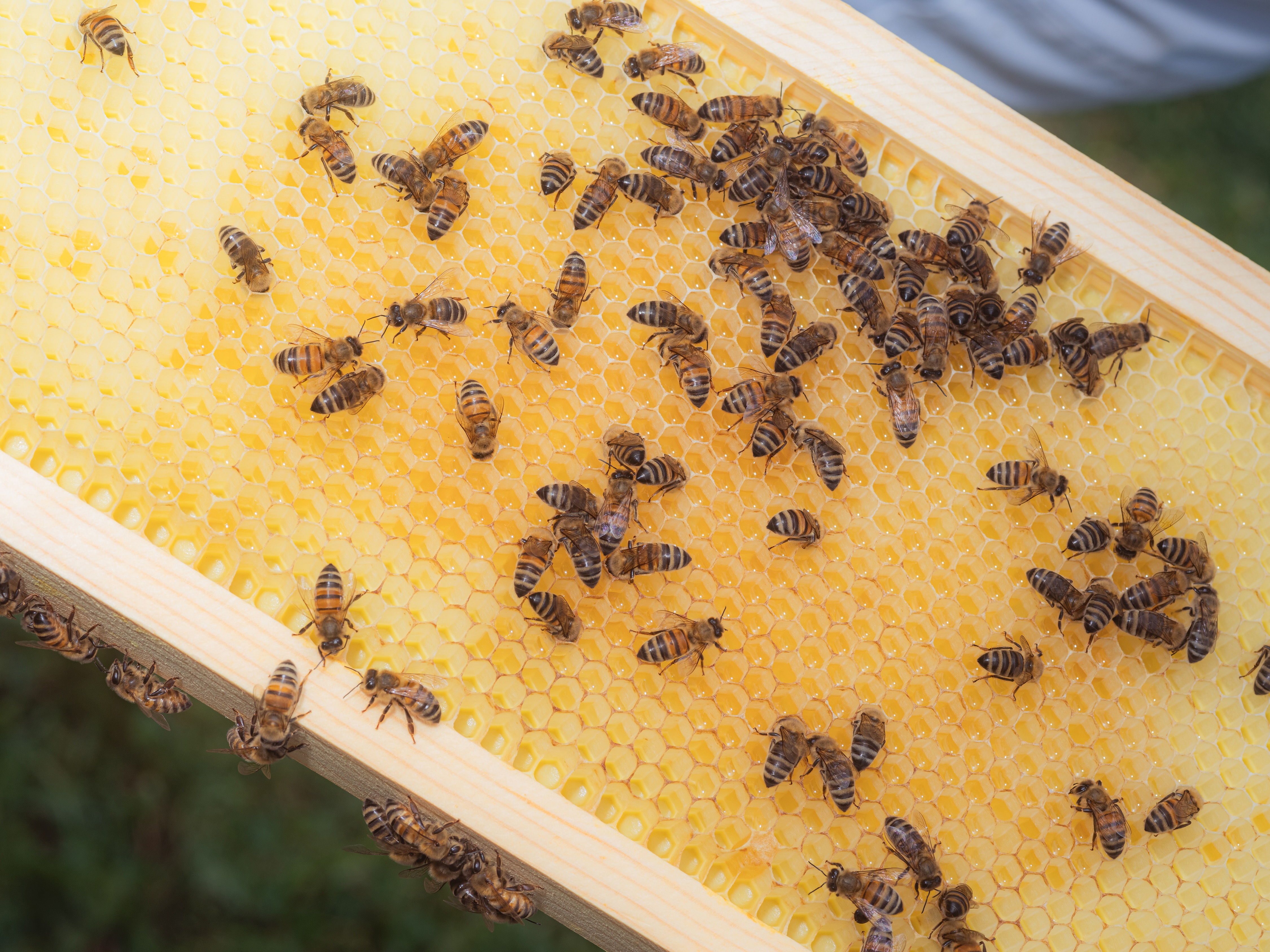 Bees in a hive in San Diego, Calif. Beekeeping has been a practice for thousands of years.