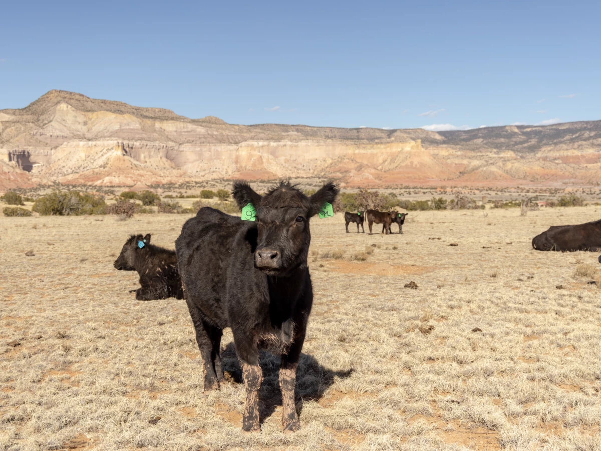 Cattle on Ghost Ranch, near Abiquiu, New Mexico, on March 11, 2026. A number of local ranchers lease grazing rights from Ghost Ranch.