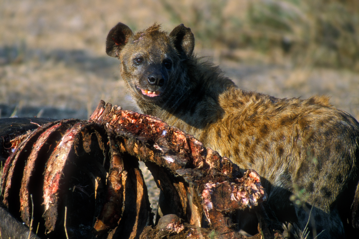 A spotted hyena eats a buffalo carcass at Kruger National Park in South Africa.