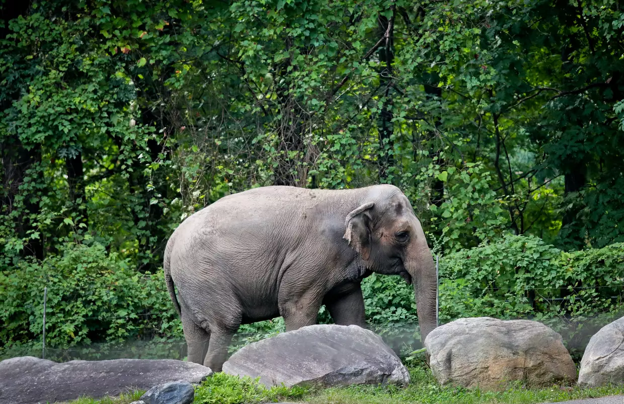 Bronx Zoo elephant "Happy" strolls inside the zoo's Asia Habitat in New York, Oct. 2, 2018.