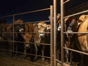 Jersey cows line up to get milked at a raw milk dairy in Rigby, Idaho. Idaho's dairy industry is currently experiencing a labor shortage, due in part to ICE's immigration crackdown.