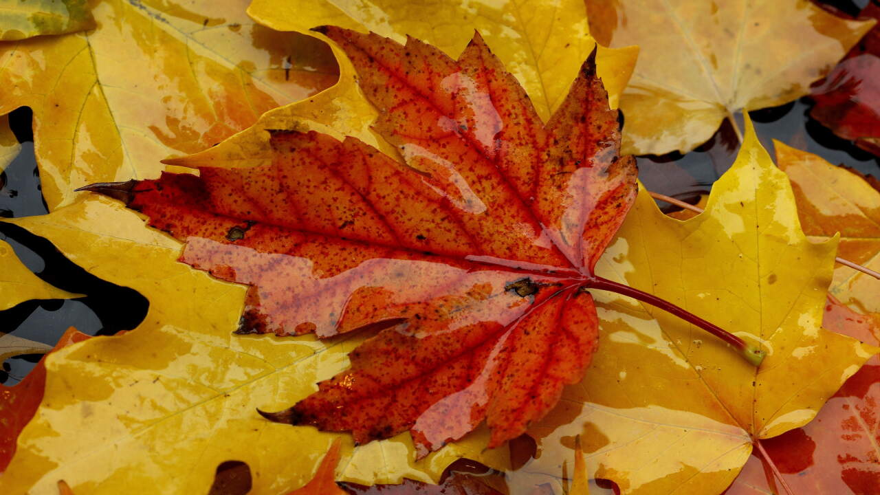 A fall mystery: why do only certain leaves turn red? podcast