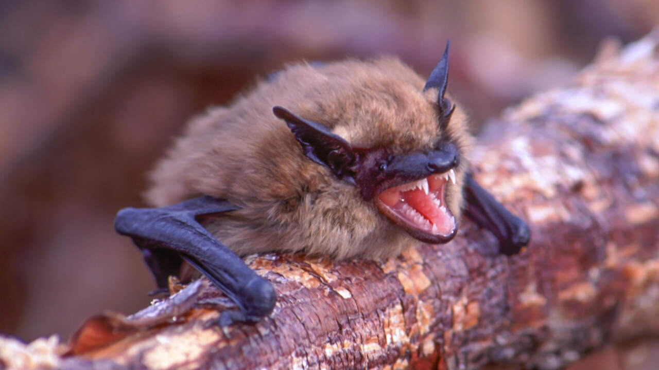 The genetic secret helping bats survive a deadly epidemic podcast