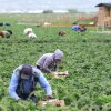 Farmworkers harvest strawberries in a field on Farmworkers Day on March 31 near Oxnard, Calif.