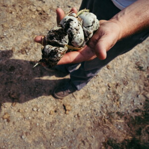 A St. Louis-based vegetable broker holds a freshly-picked handful of huitlacoche — a rare and edible fungus that grows as bulbous, grayish-black growths on ears of corn — at the Home Gardens Community Market on Monday, Aug. 24, 2026, near Fredricktown, Mo. St. Louis Public Radio has agreed not to use his name in this story because he’s afraid of losing his day job.