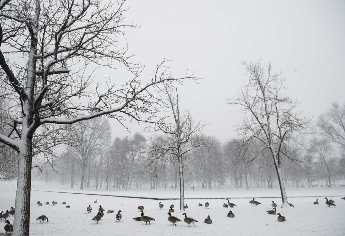 A flock of geese sit on fresh snow on the National Mall near the Vietnam War Memorial during a heavy snow storm in Washington, DC, March 5, 2015. A major winter storm slammed parts of the United States Thursday, as thousands of flights were canceled and government offices shut down in anticipation of more than half a foot of snow in the nation's capital.