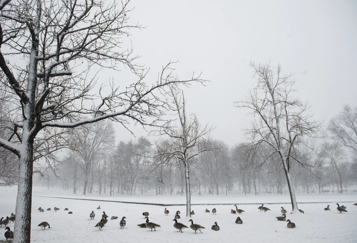 A flock of geese sit on fresh snow on the National Mall near the Vietnam War Memorial during a heavy snow storm in Washington, DC, March 5, 2015.